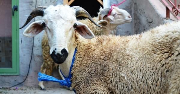 Sadaqah - 1 Goat Pakistan